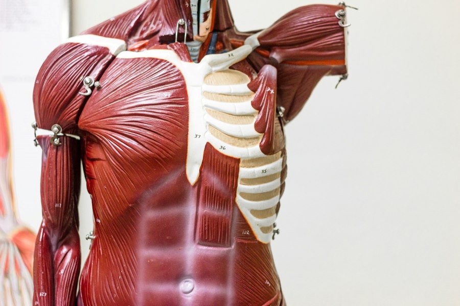 An anatomical model of the human body