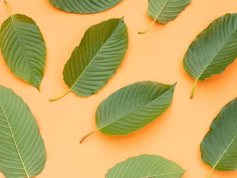 Kratom leaves on an orange background