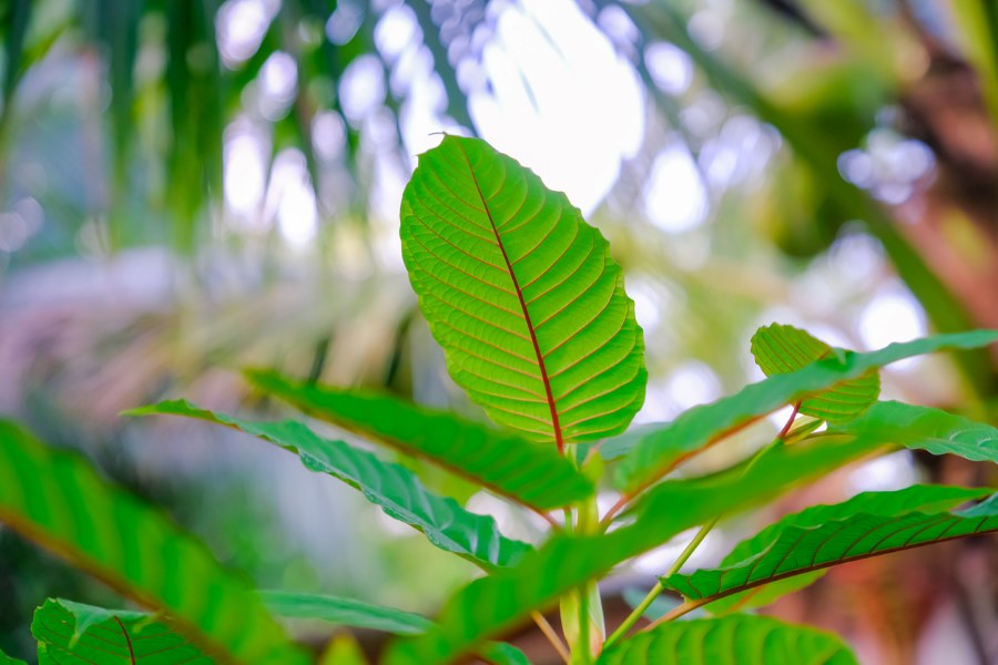 Red vein kratom leaves